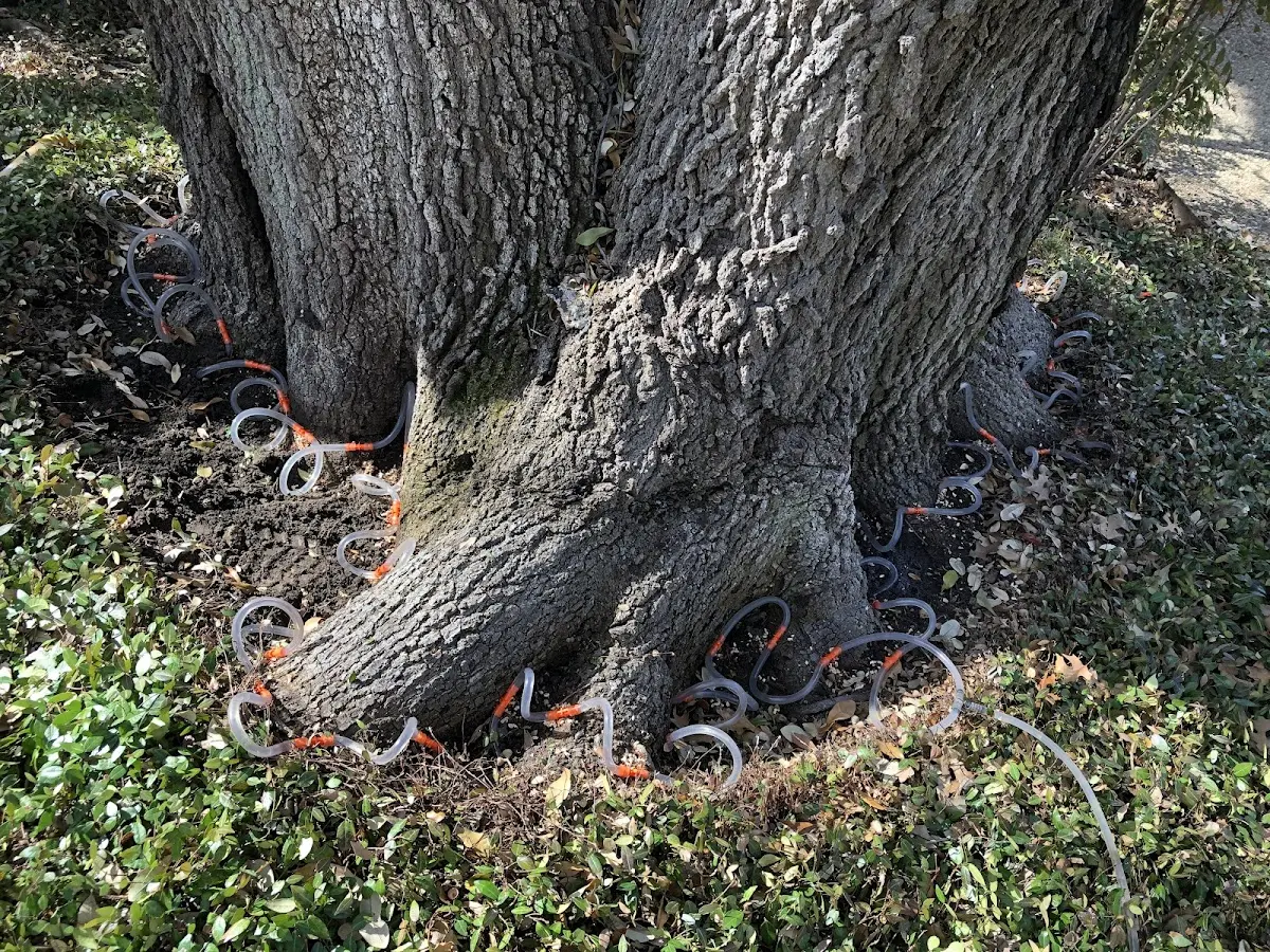 Detailed Tree Cabling and Bracing job site in South Hill