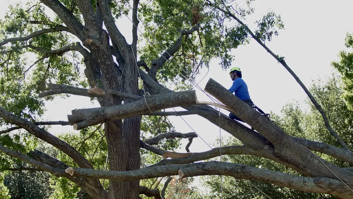 Professional Hazardous Tree Removal performed by certified arborists in South Hill