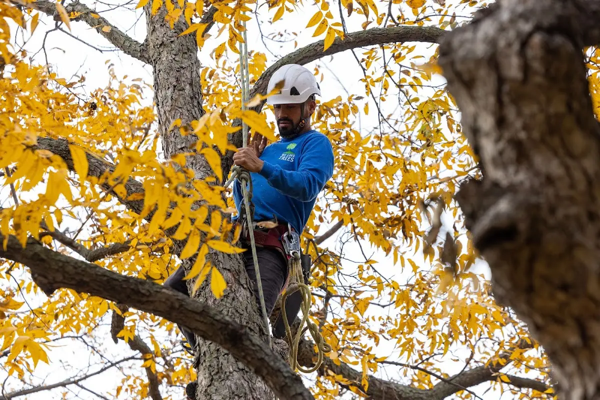 Skilled Tree Planing crew working in South Hill